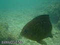 foto de buceo
