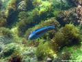 foto de buceo