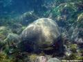 foto de buceo