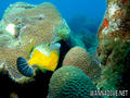 foto de buceo
