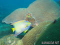 foto de buceo