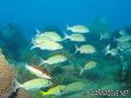 foto de buceo