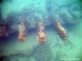 foto de buceo