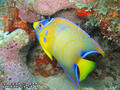 foto de buceo