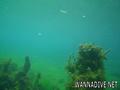 foto de buceo