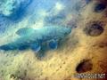 foto de buceo