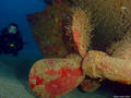 foto de buceo