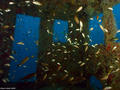 foto de buceo