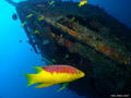 foto de buceo