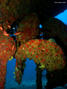 foto de buceo
