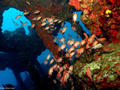 foto de buceo