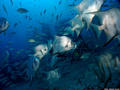 foto de buceo