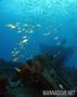 foto de buceo