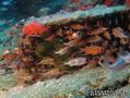 foto de buceo