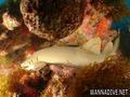 foto de buceo