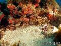 foto de buceo