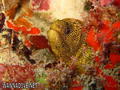 foto de buceo