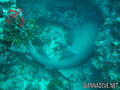foto de buceo
