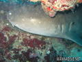 foto de buceo
