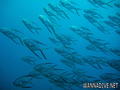 foto de buceo