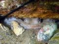 foto de buceo