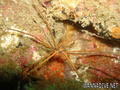 foto de buceo