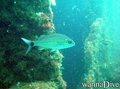 foto de buceo