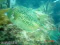 foto de buceo