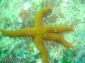 foto de buceo