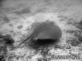 foto de buceo