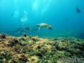 foto de buceo