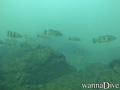 foto de buceo
