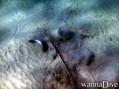 foto de buceo