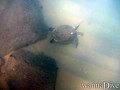 foto de buceo