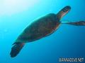 foto de buceo