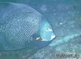 foto de buceo