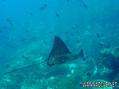 foto de buceo