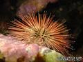 foto de buceo