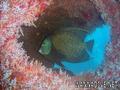 foto de buceo