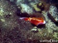 foto de buceo