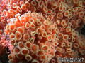 foto de buceo