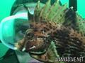 foto de buceo