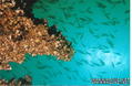 foto de buceo