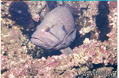 foto de buceo