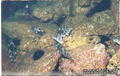 foto de buceo