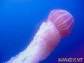 foto de buceo