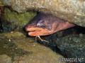 foto de buceo