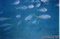 foto de buceo