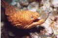 foto de buceo