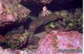 foto de buceo